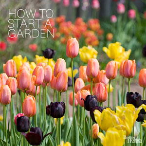 10 Steps to Beginning a Garden